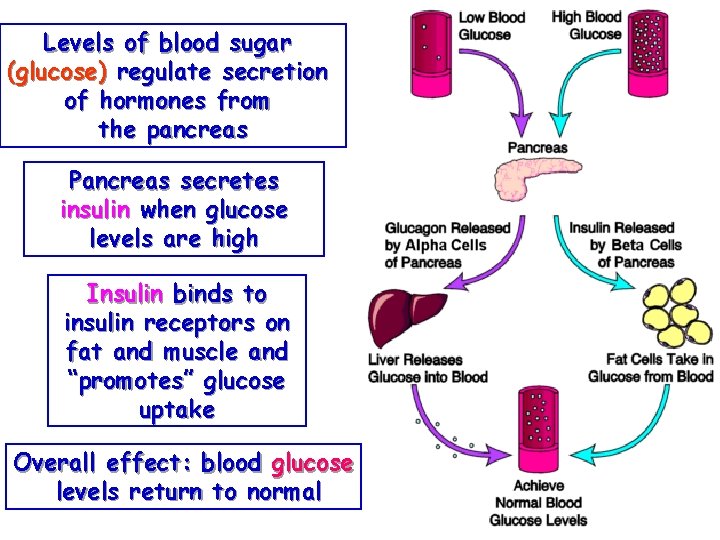 Levels of blood sugar (glucose) regulate secretion of hormones from the pancreas Pancreas secretes