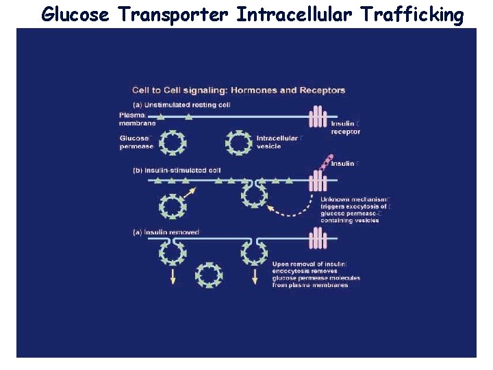 Glucose Transporter Intracellular Trafficking 