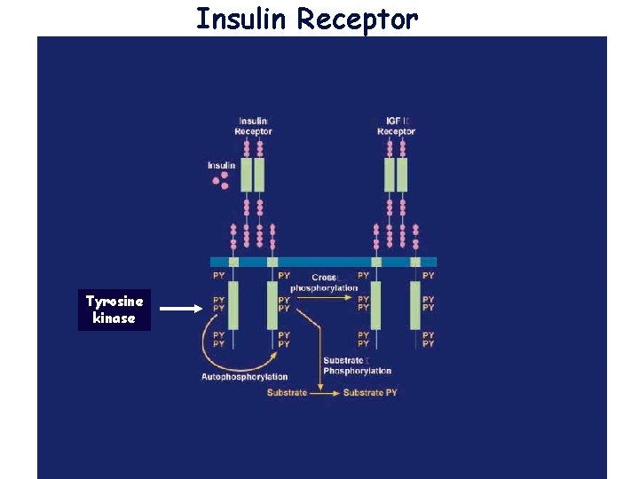 Insulin Receptor Tyrosine kinase 