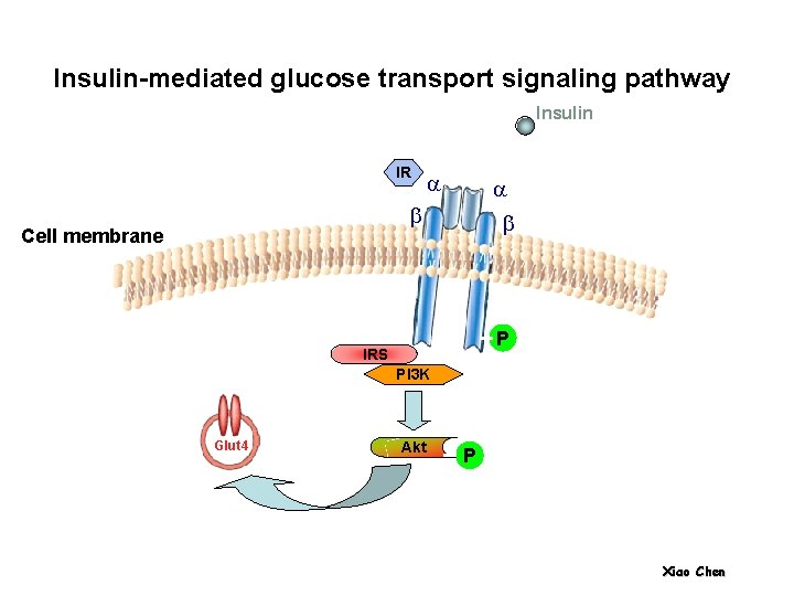 Insulin-mediatedglucosetransportsignalingpathway Insulin IR a a b Cell membrane b P IRS PI 3 K