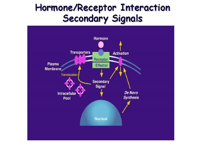 Hormone/Receptor Interaction Secondary Signals 