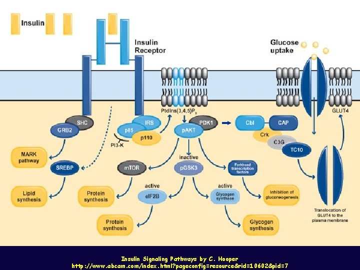 Insulin Signaling Pathways by C. Hooper http: //www. abcam. com/index. html? pageconfig=resource&rid=10602&pid=7 