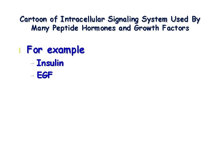Cartoon of Intracellular Signaling System Used By Many Peptide Hormones and Growth Factors l