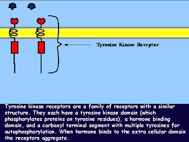Tyrosine kinase receptors are a family of receptors with a similar structure. They each