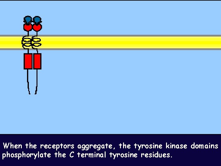 When the receptors aggregate, the tyrosine kinase domains phosphorylate the C terminal tyrosine residues.