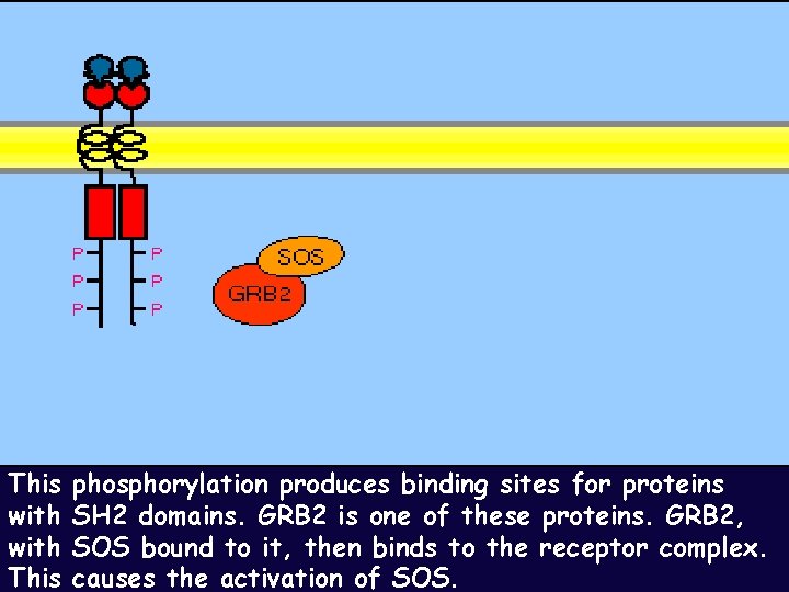 This with This phosphorylation produces binding sites for proteins SH 2 domains. GRB 2