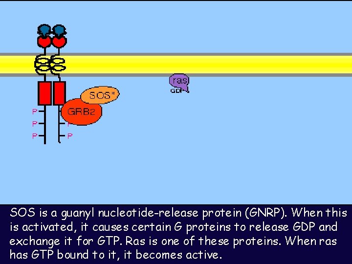 SOS is a guanyl nucleotide-release protein (GNRP). When this is activated, it causes certain