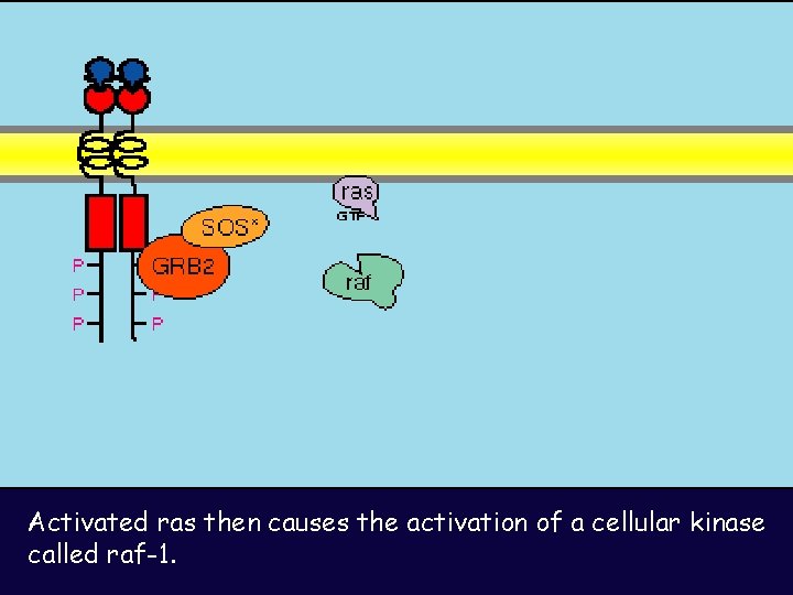 Activated ras then causes the activation of a cellular kinase called raf-1. 