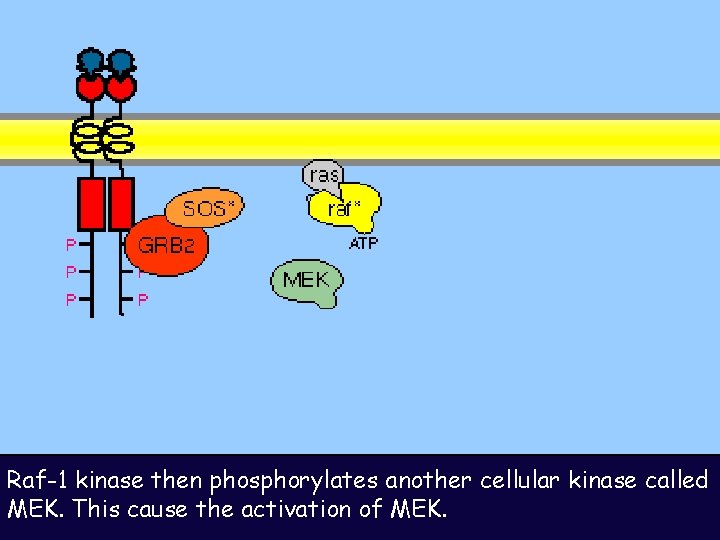 Raf-1 kinase then phosphorylates another cellular kinase called MEK. This cause the activation of