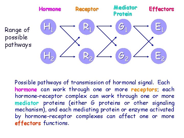 Hormone Range of possible pathways Receptor Mediator Protein Effectors H 1 R 1 G