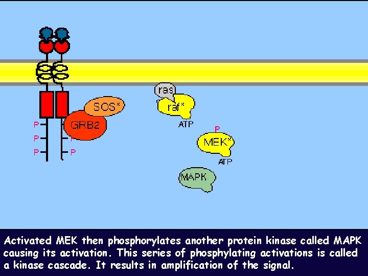Activated MEK then phosphorylates another protein kinase called MAPK causing its activation. This series