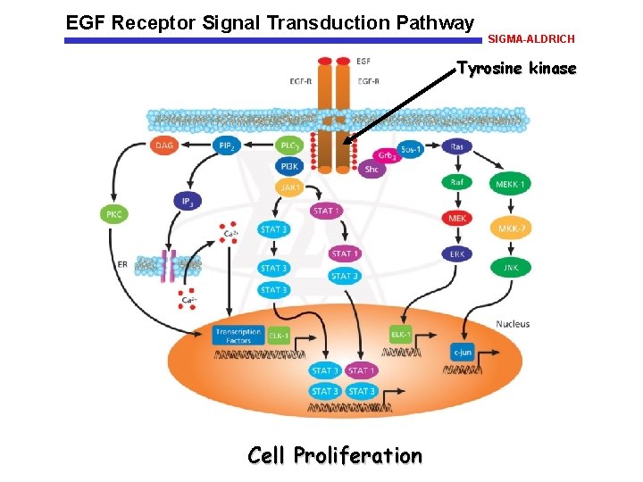EGF Receptor Signal Transduction Pathway SIGMA-ALDRICH Tyrosine kinase Cell Proliferation 