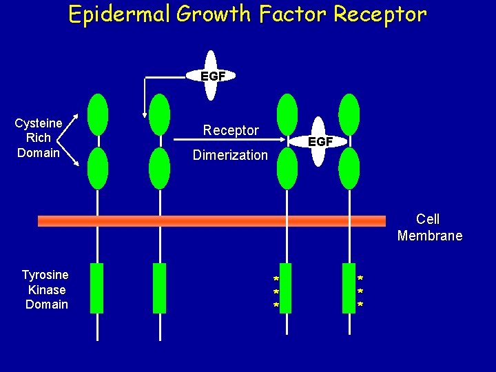 Epidermal Growth Factor Receptor EGF Cysteine Rich Domain Receptor EGF Dimerization Cell Membrane Tyrosine