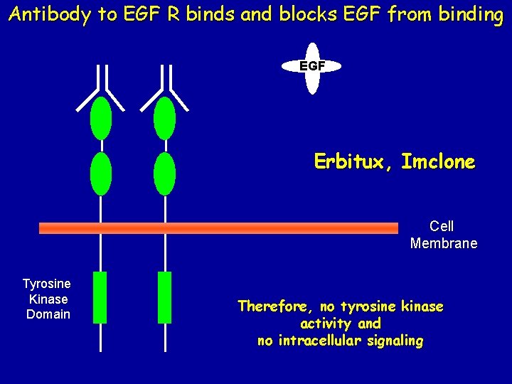 Antibody to EGF R binds and blocks EGF from binding EGF Erbitux, Imclone Cell