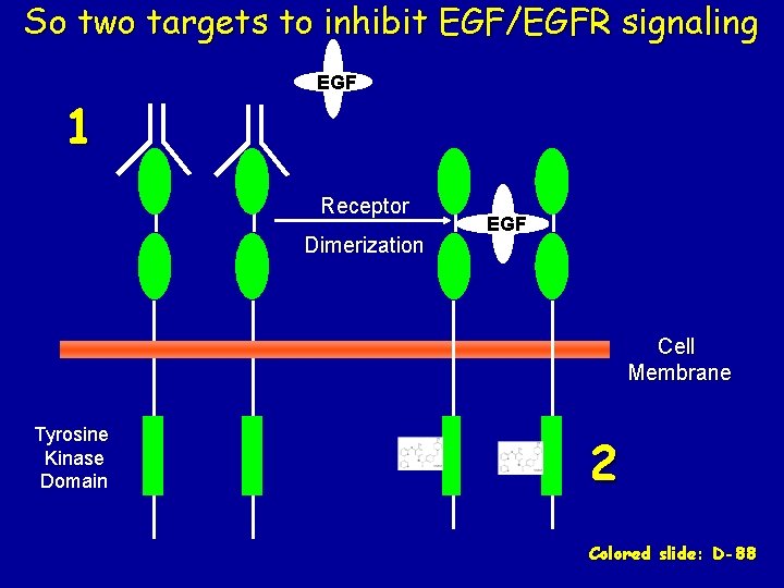 So two targets to inhibit EGF/EGFR signaling 1 EGF Receptor Dimerization EGF Cell Membrane