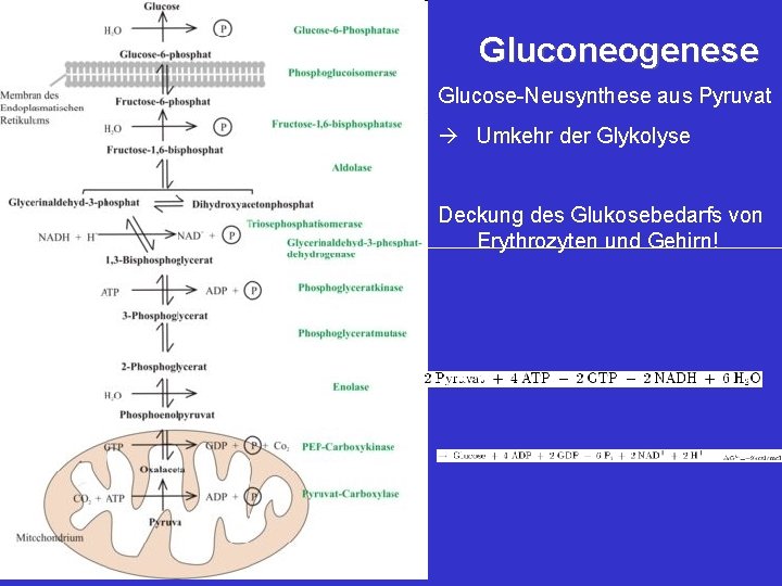 Gluconeogenese Glucose-Neusynthese aus Pyruvat Umkehr der Glykolyse Deckung des Glukosebedarfs von Erythrozyten und Gehirn!