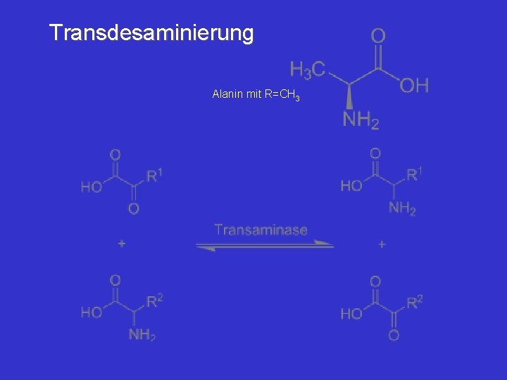 Transdesaminierung Alanin mit R=CH 3 