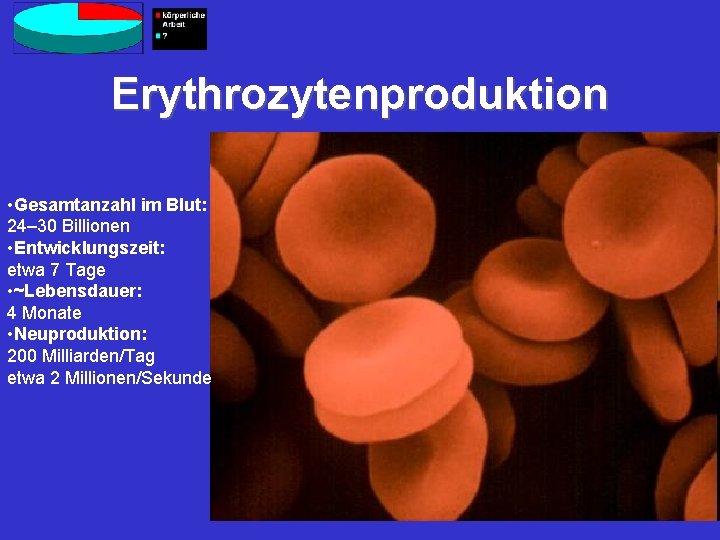 Erythrozytenproduktion • Gesamtanzahl im Blut: 24– 30 Billionen • Entwicklungszeit: etwa 7 Tage •