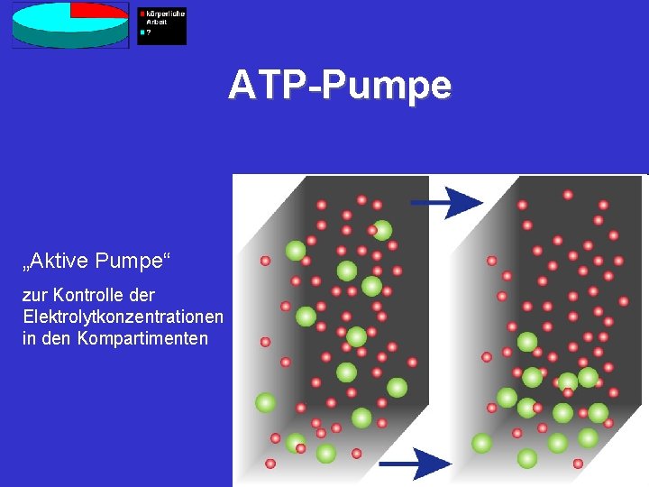 ATP-Pumpe „Aktive Pumpe“ zur Kontrolle der Elektrolytkonzentrationen in den Kompartimenten 