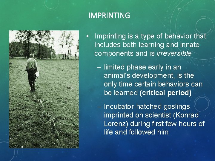 IMPRINTING • Imprinting is a type of behavior that includes both learning and innate