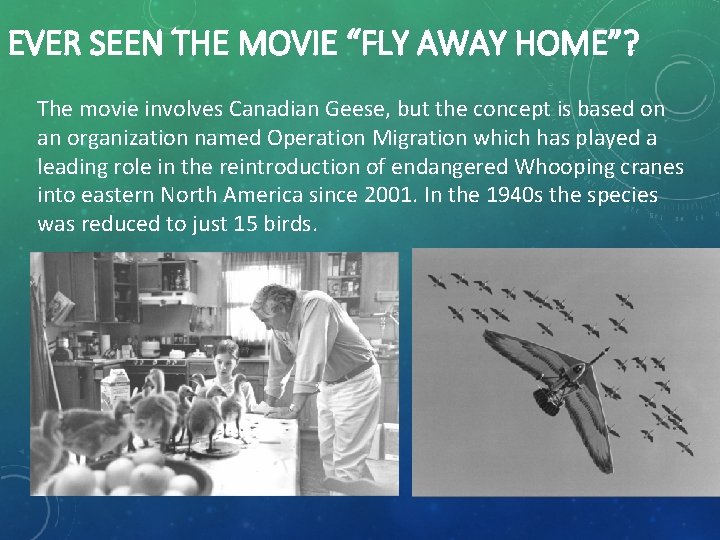 EVER SEEN THE MOVIE “FLY AWAY HOME”? The movie involves Canadian Geese, but the