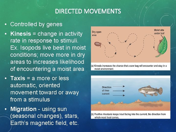 DIRECTED MOVEMENTS • Controlled by genes • Kinesis = change in activity rate in