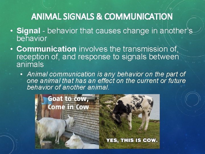 ANIMAL SIGNALS & COMMUNICATION • Signal - behavior that causes change in another’s behavior