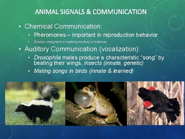 ANIMAL SIGNALS & COMMUNICATION • Chemical Communication: • Pheromones – important in reproduction behavior