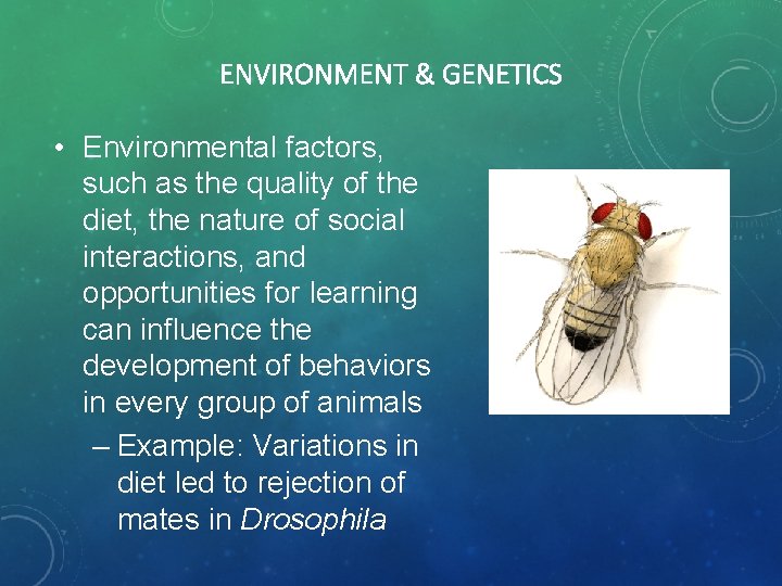 ENVIRONMENT & GENETICS • Environmental factors, such as the quality of the diet, the