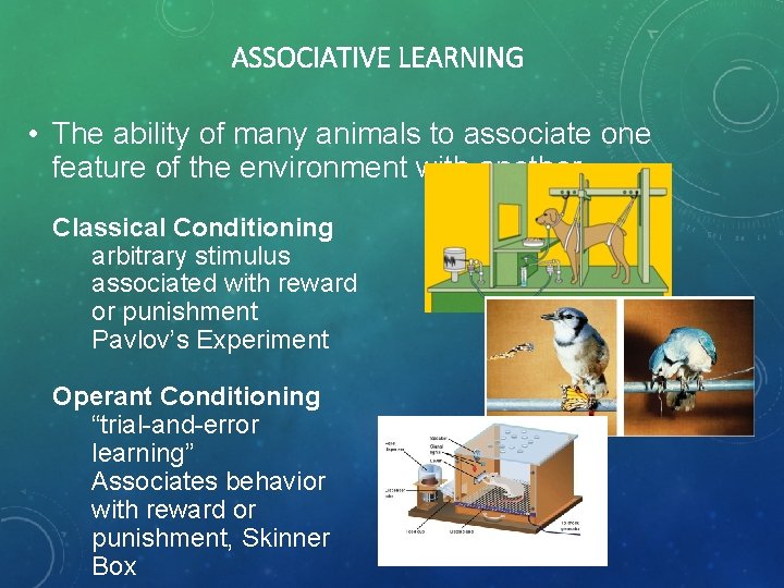 ASSOCIATIVE LEARNING • The ability of many animals to associate one feature of the
