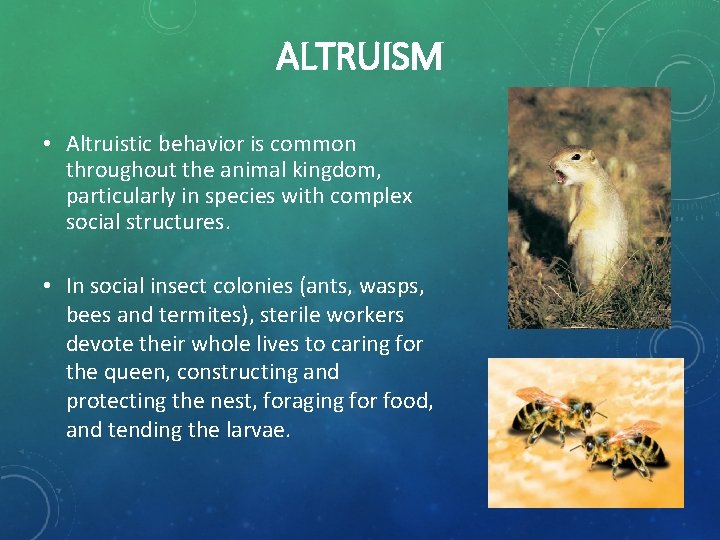 ALTRUISM • Altruistic behavior is common throughout the animal kingdom, particularly in species with