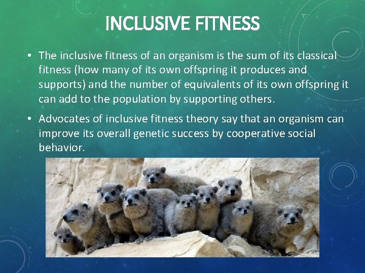 INCLUSIVE FITNESS • The inclusive fitness of an organism is the sum of its