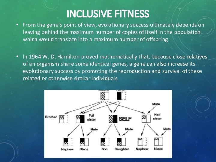 INCLUSIVE FITNESS • From the gene's point of view, evolutionary success ultimately depends on