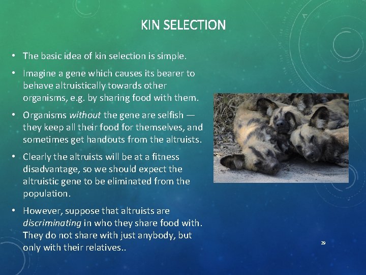 KIN SELECTION • The basic idea of kin selection is simple. • Imagine a