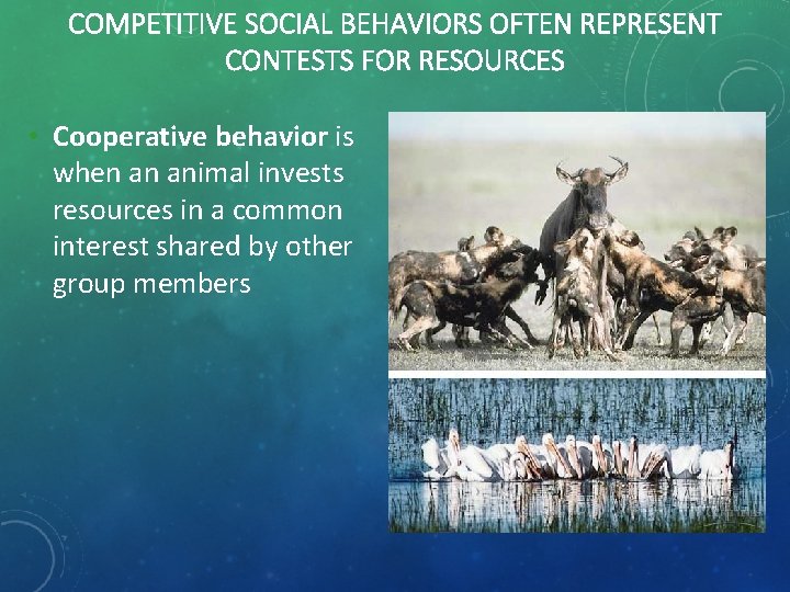 COMPETITIVE SOCIAL BEHAVIORS OFTEN REPRESENT CONTESTS FOR RESOURCES • Cooperative behavior is when an