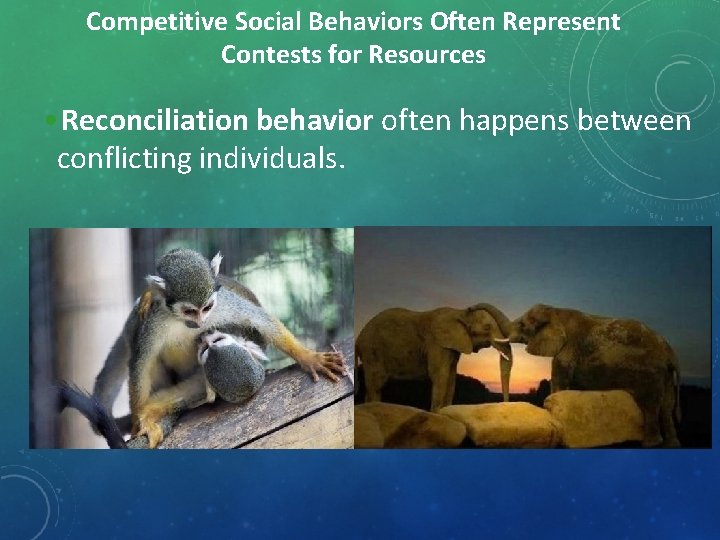 Competitive Social Behaviors Often Represent Contests for Resources • Reconciliation behavior often happens between