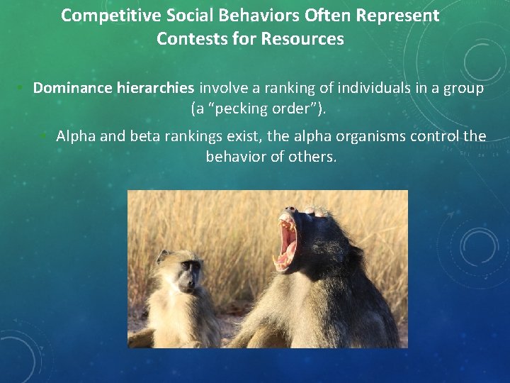 Competitive Social Behaviors Often Represent Contests for Resources • Dominance hierarchies involve a ranking