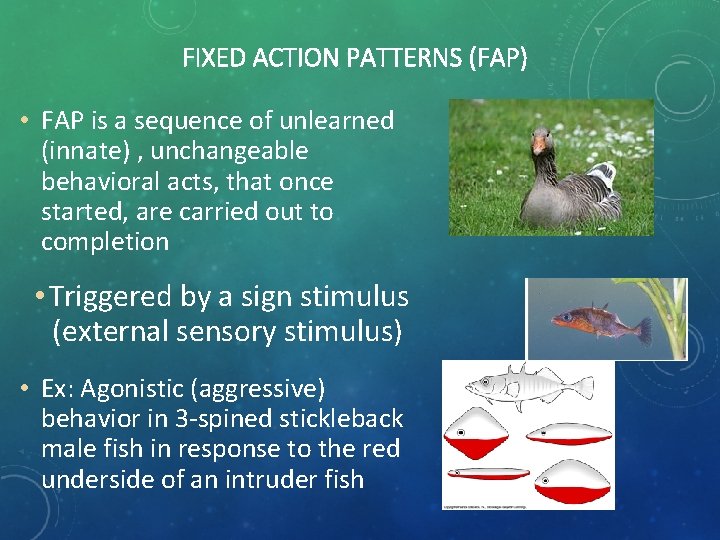 FIXED ACTION PATTERNS (FAP) • FAP is a sequence of unlearned (innate) , unchangeable