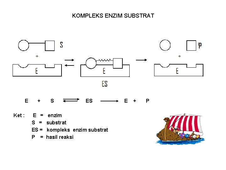 KOMPLEKS ENZIM SUBSTRAT E Ket : + E = S = ES = P