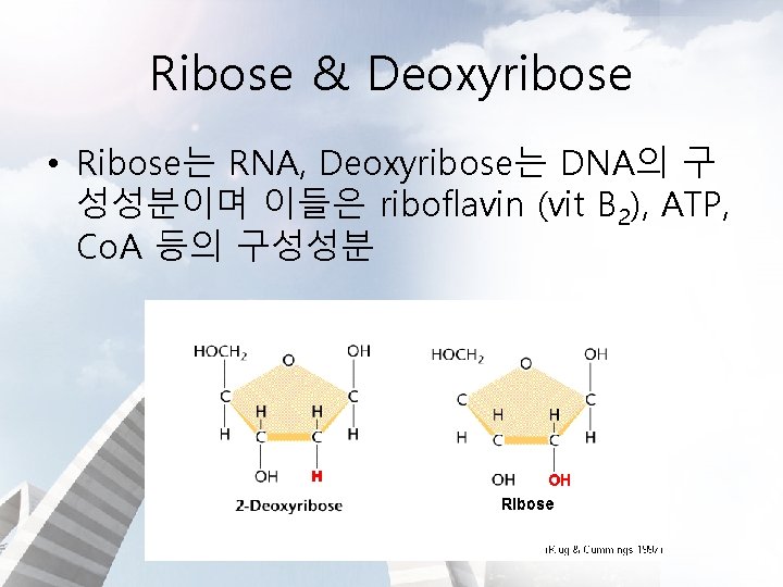 Ribose & Deoxyribose • Ribose는 RNA, Deoxyribose는 DNA의 구 성성분이며 이들은 riboflavin (vit B
