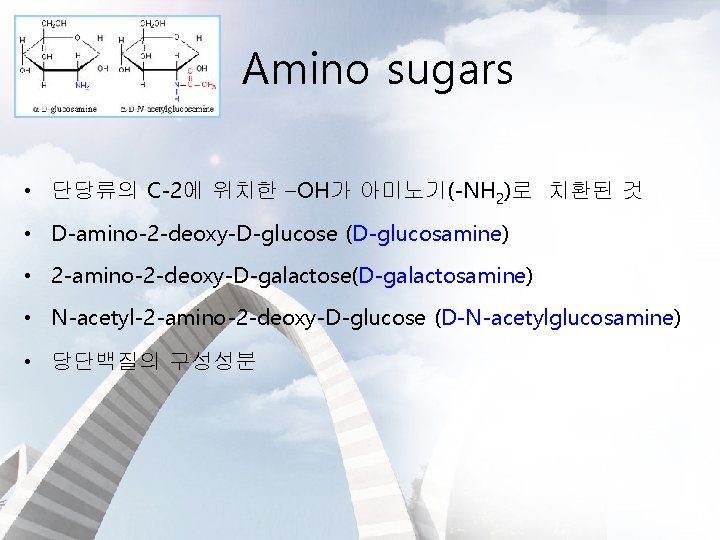 Amino sugars • 단당류의 C-2에 위치한 –OH가 아미노기(-NH 2)로 치환된 것 • D-amino-2 -deoxy-D-glucose