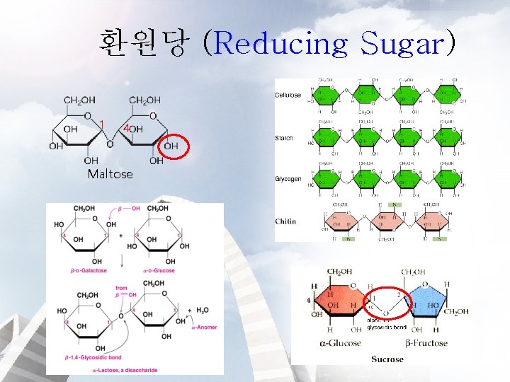 환원당 (Reducing Sugar) 1 4 Maltose 