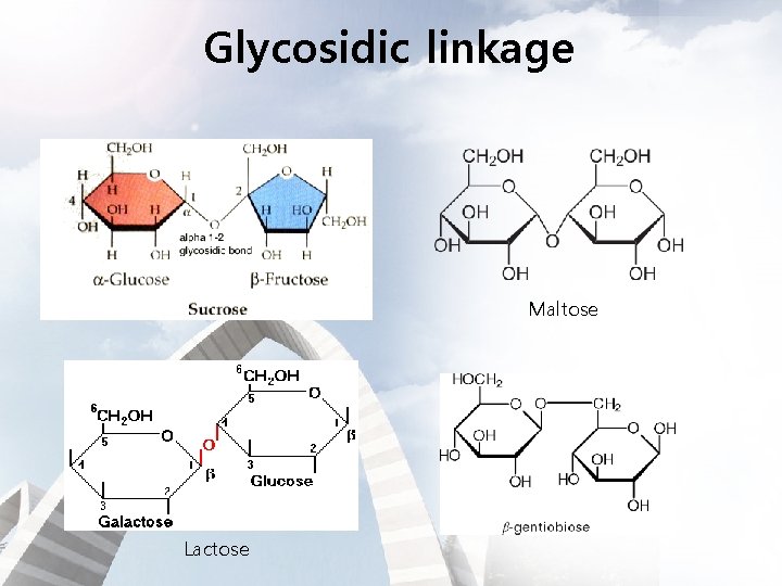 Glycosidic linkage Maltose Lactose 