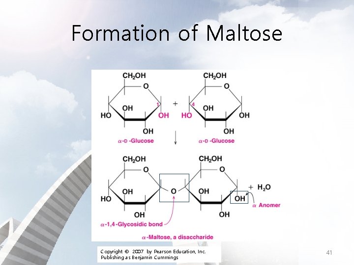 Formation of Maltose Copyright © 2007 by Pearson Education, Inc. Publishing as Benjamin Cummings