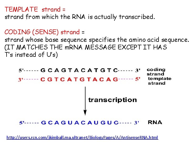 TEMPLATE strand = strand from which the RNA is actually transcribed. CODING (SENSE) strand