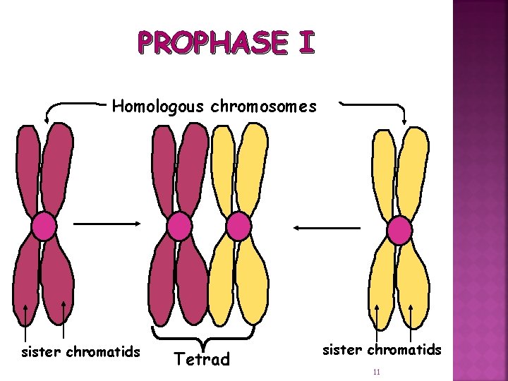 PROPHASE I Homologous chromosomes sister chromatids Tetrad sister chromatids 11 
