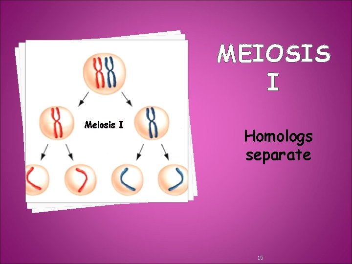 MEIOSIS I Meiosis I Homologs separate 15 