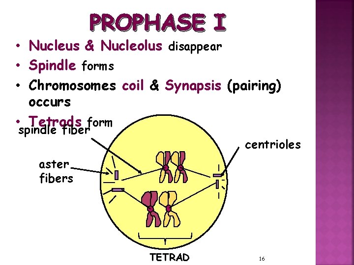 PROPHASE I • Nucleus & Nucleolus disappear • Spindle forms • Chromosomes coil &