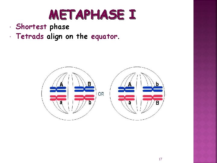 METAPHASE I Shortest phase Tetrads align on the equator. 17 