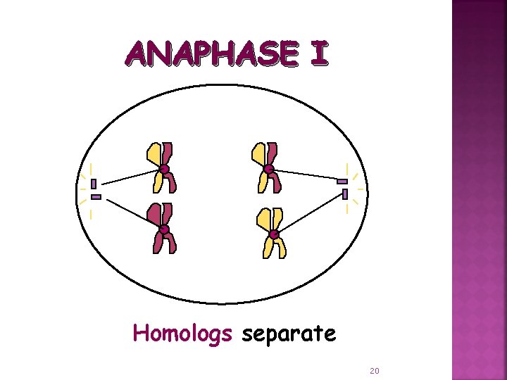 ANAPHASE I Homologs separate 20 